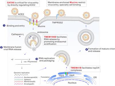 Deciphering and targeting host factors to counteract SARS-CoV-2 and coronavirus infections: insights from CRISPR approaches
